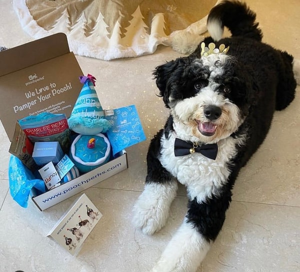 Pooch Perks Barkin' Great Birthday Box Reviews