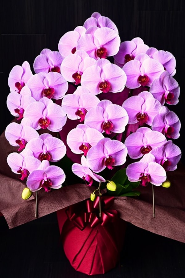 Premier Garden Pink Phalaenopsis Orchid レビュー