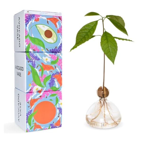 Primavera Avocados Primavera Avocado Vase Reviews