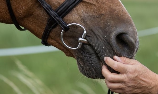 &Uuml;ber Procavallo