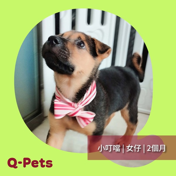 Q-PETS 评测