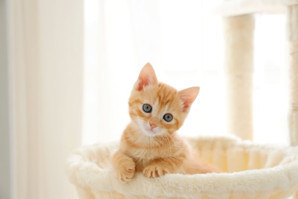 RABO Catlog Board レビュー