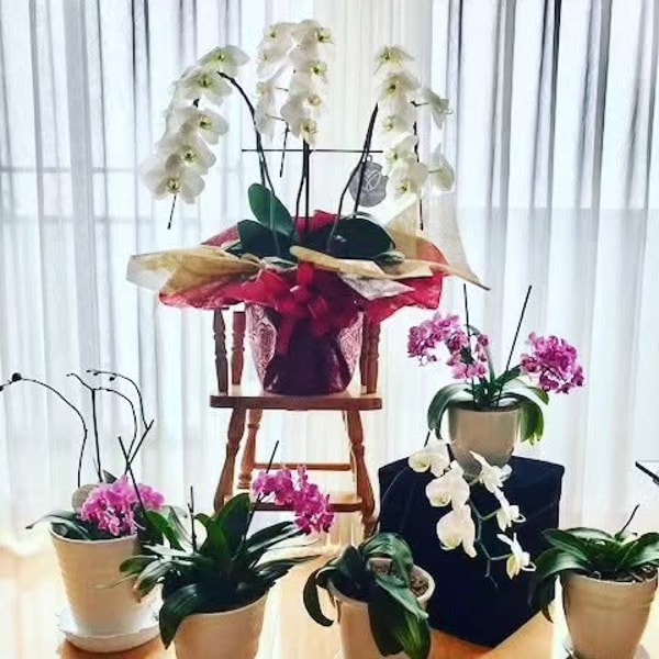 Rannohana レビュー