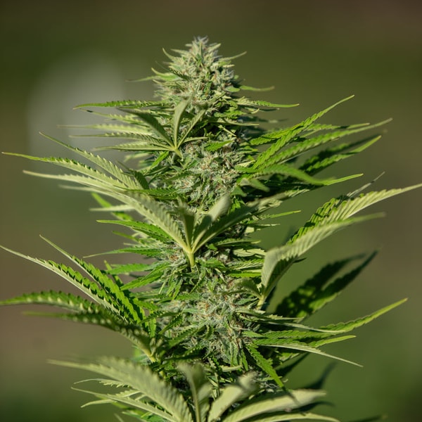 Reform Botanicals WHITE CBG Hemp Flower Review