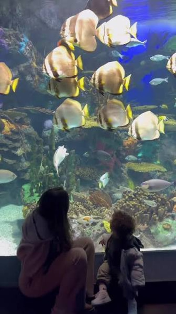Ripley's Believe It or Not! Ripley's Aquariums Review