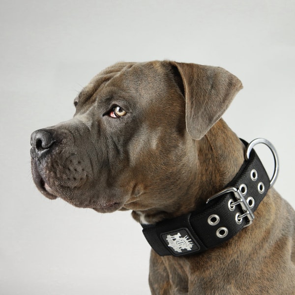 Rogue Royalty SupaTuff Strong Dog Collar Review