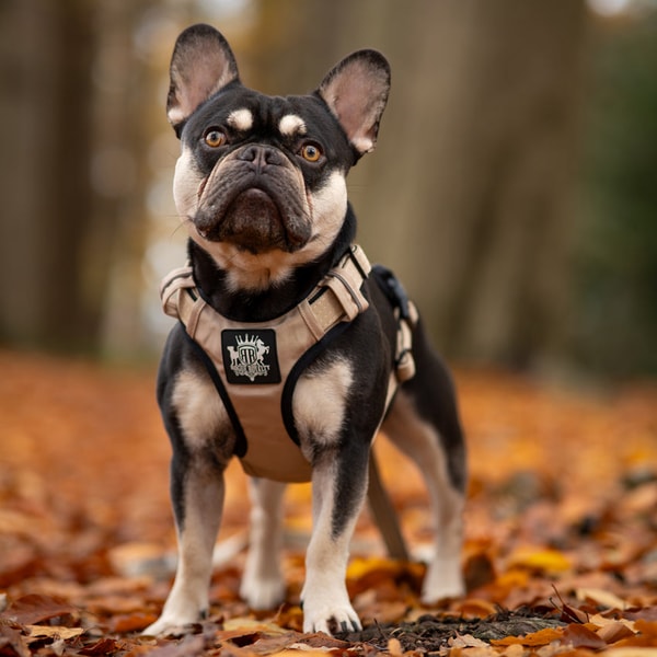 Rogue Royalty Active X Sahara Dog Harness Review