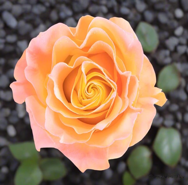 Roses del fuego Magic Dust Rose Review