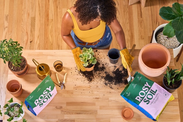 Rosy Soil Review