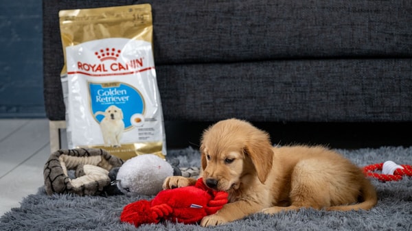 Royal Canin Review