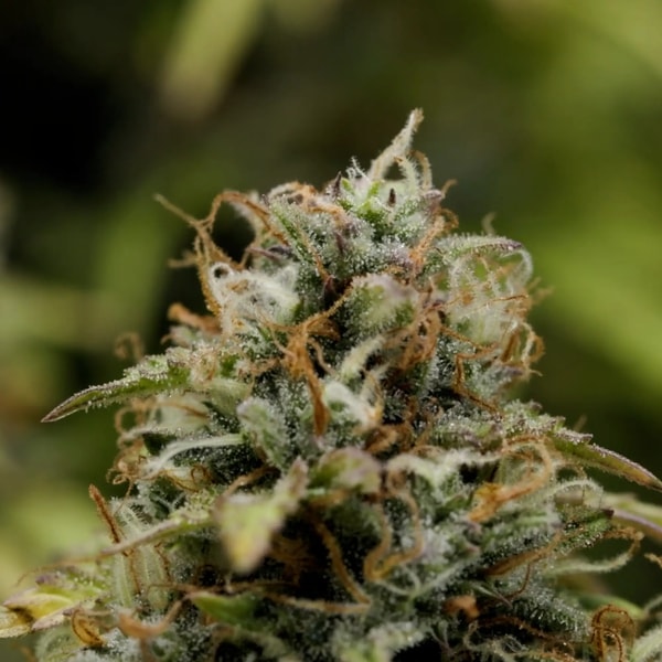 Sobre Royal Queen Seeds