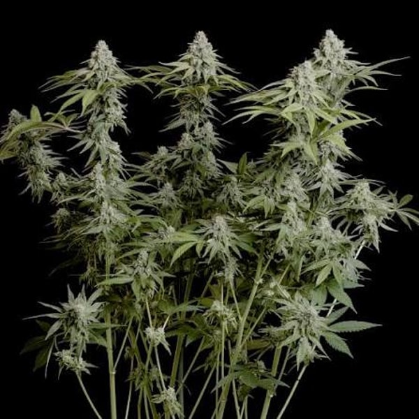 Royal Queen Seeds Avalia&ccedil;&atilde;o