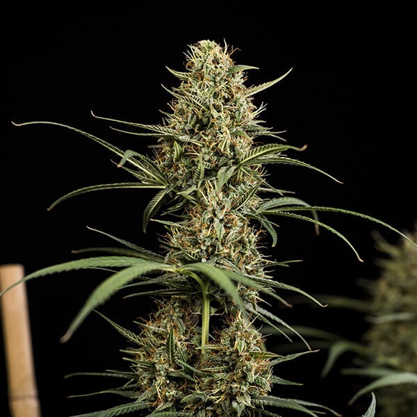 Royal Queen Seeds HulkBerry Auto Avalia&ccedil;&atilde;o