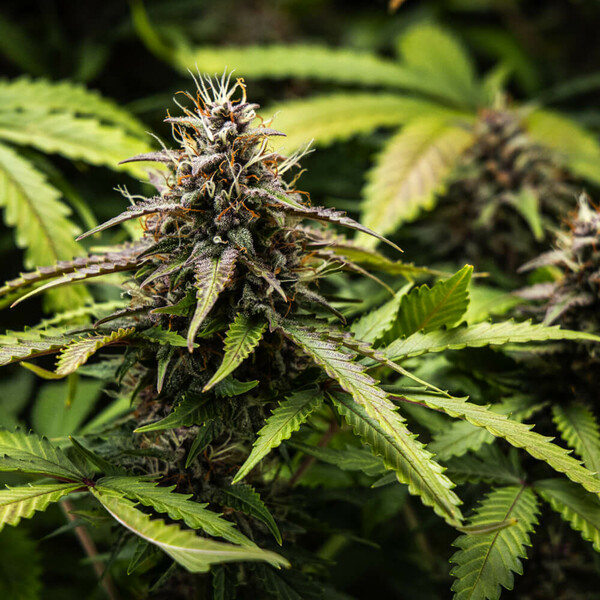 Royal Queen Seeds White Widow Auto Avalia&ccedil;&atilde;o