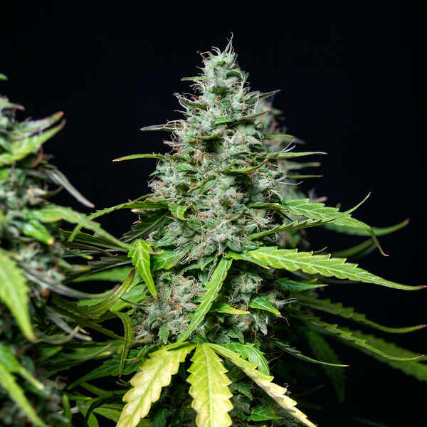 Royal Queen Seeds Royal Gorilla Auto Avalia&ccedil;&atilde;o