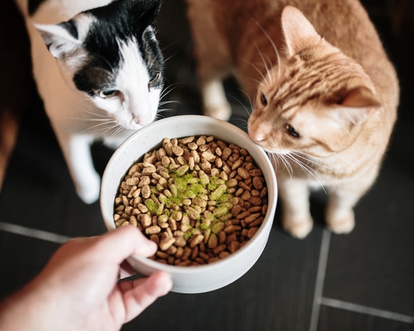 The Mission of Ruff Greens for Pet Wellness