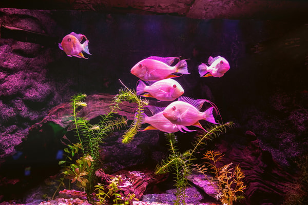 Saltwater Fish: Life in Every Current