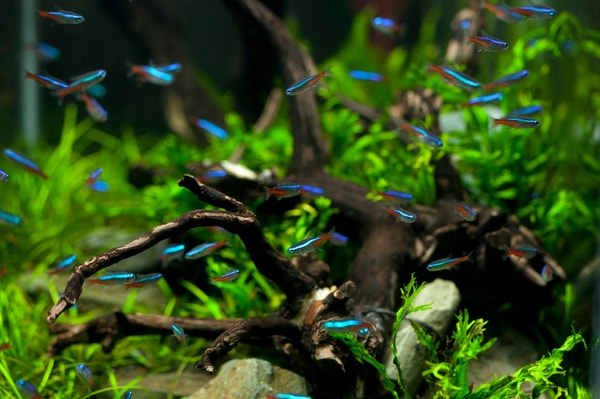 Saltwater Fish: From Reef to Reality