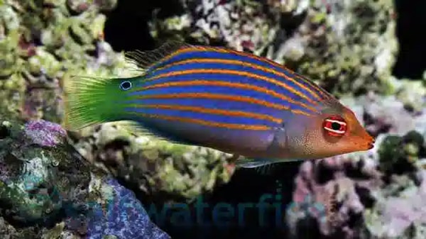 Saltwater Six Line Wrasse Review