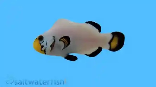 Saltwater Flurry Snowflake Clownfish Review