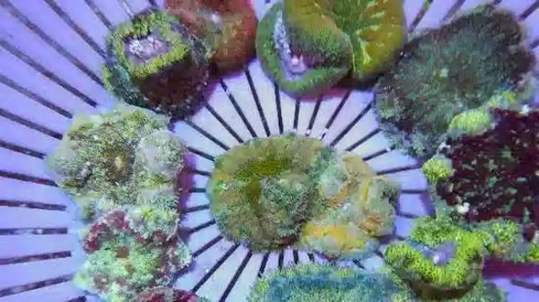 Saltwater Maxi-Mini Carpet Anemone Review