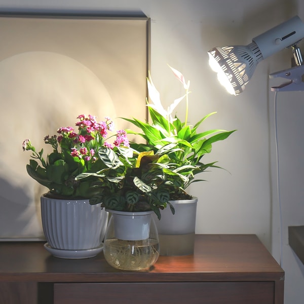 SANSI BR30 36W LED Grow Light Bulb Review