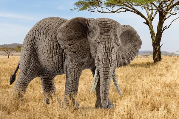 schleich African elephant cow Bewertung