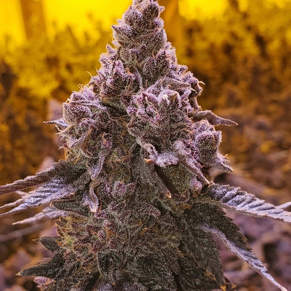 About Seeds & Clones