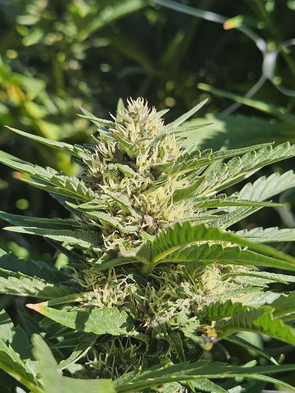 Seeds & Clones Review