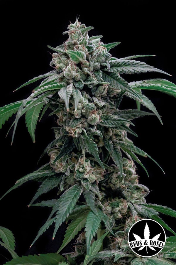Seeds & Clones AJ's Sour Diesel x Gorilla Glue #4 Seeds Review