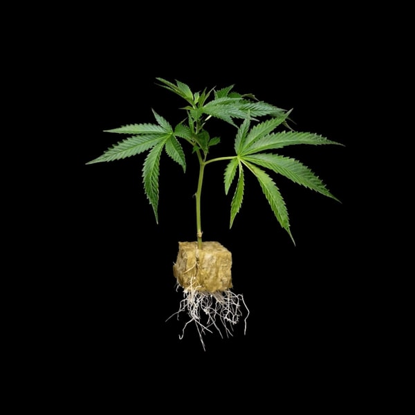 Seeds & Clones AJ Sour Diesel Clone Review