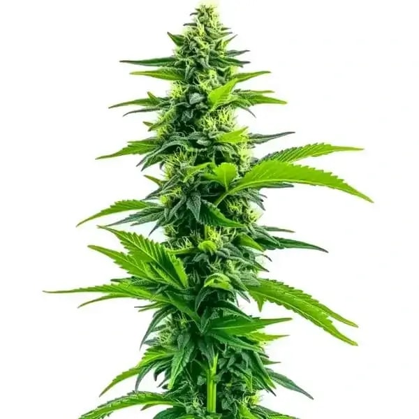 Seeds & Clones Acapulco Gold Seeds Review