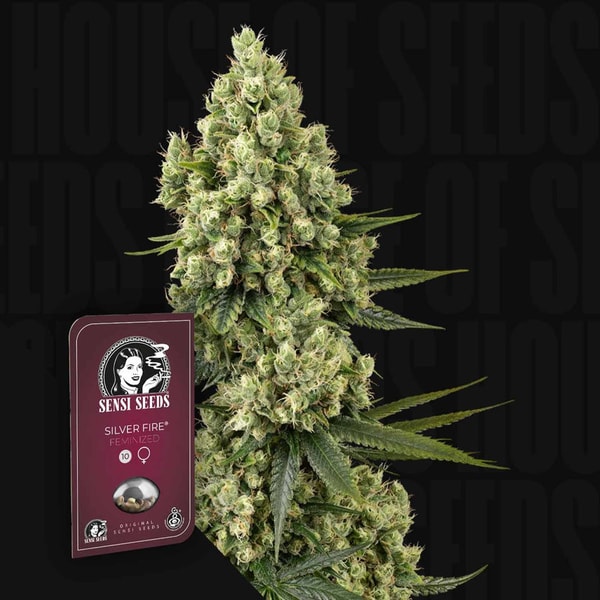 &Uuml;bersicht Zu Sensi Seeds