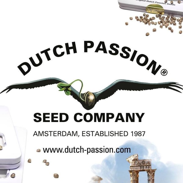 Sensi Seeds vs Dutch Passion &ndash; Vergleich etablierter Cannabissamen-Anbieter