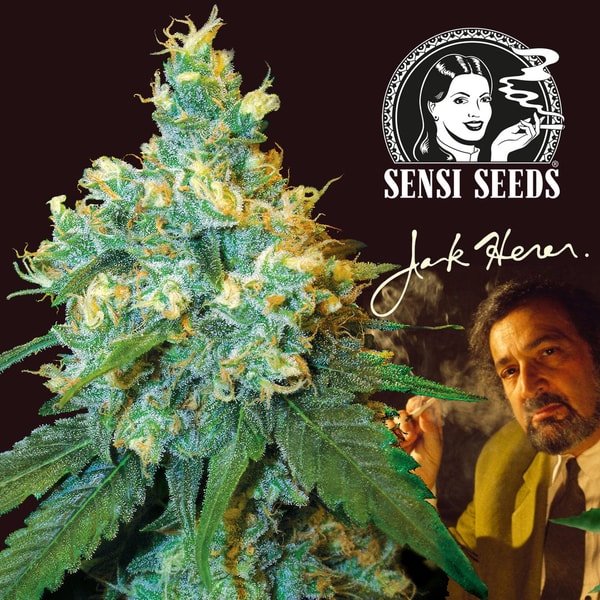 Sensi Seeds Jack Herer Bewertung