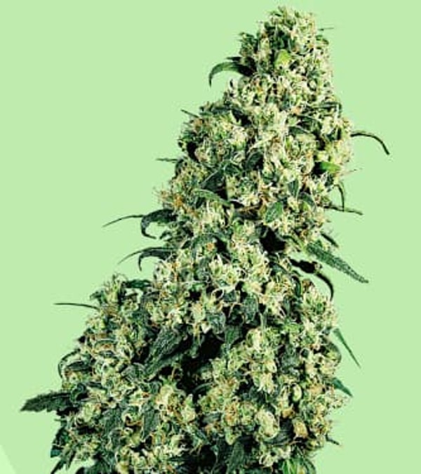 Sensi Seeds Skunk #1 Bewertung