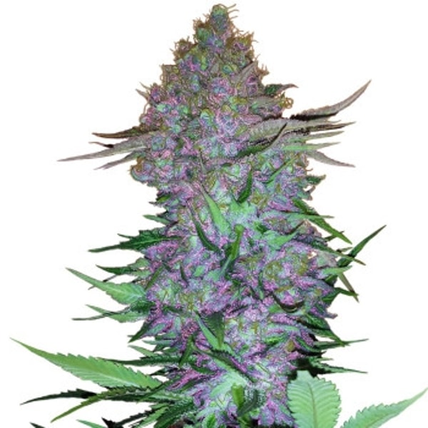 Sensi Seeds Mandarine Jam Bewertung