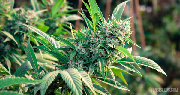 Sensi Seeds Avis
