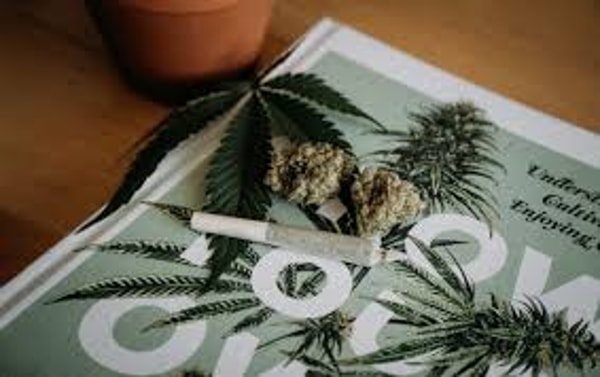 Sensi Seeds Bewertung