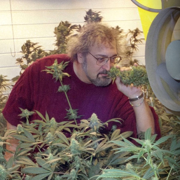 About Sensi Seeds