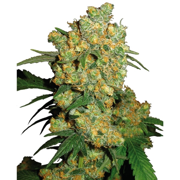 Sensi Seeds Big Bud Feminized Seeds Review