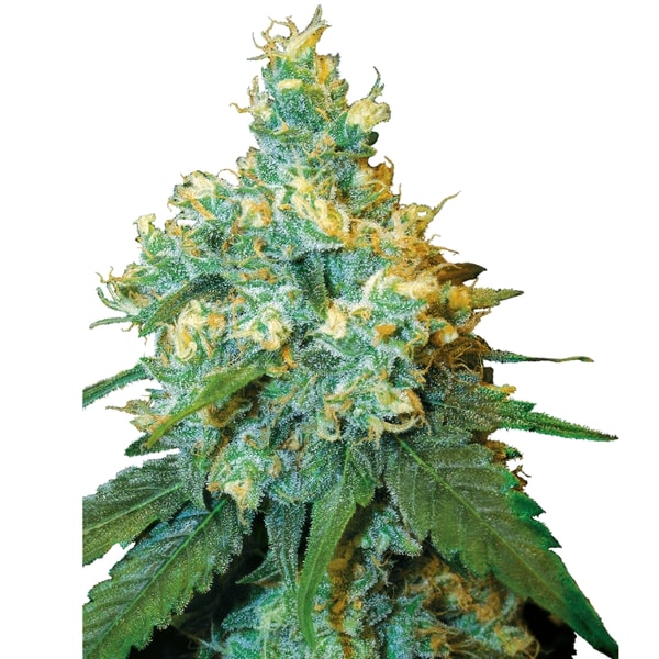 Sensi Seeds Jack Herer Feminized Seeds Review