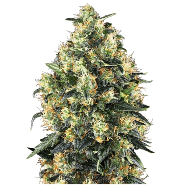 Sensi Seeds Super Skunk Automatic Seeds Review