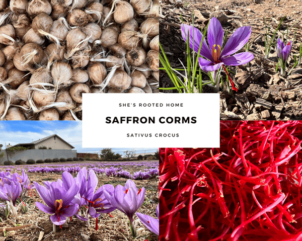 She's Rooted Home Grow Your Own Saffron Review
