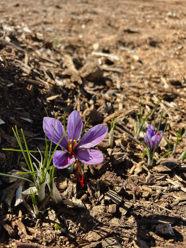 She's Rooted Home Grow Your Own Saffron Review