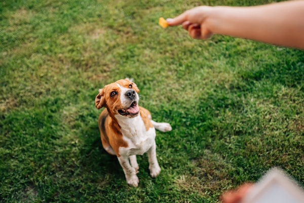 About Skipper's Pet Products