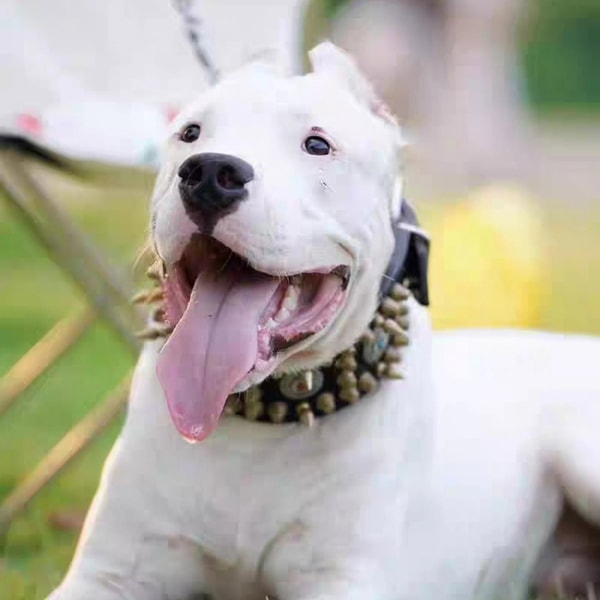Spike Dog Collars Review