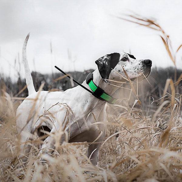 About SportDOG