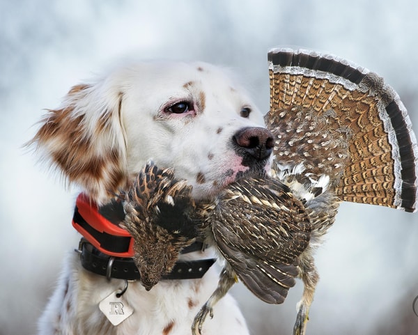 SportDOG Review