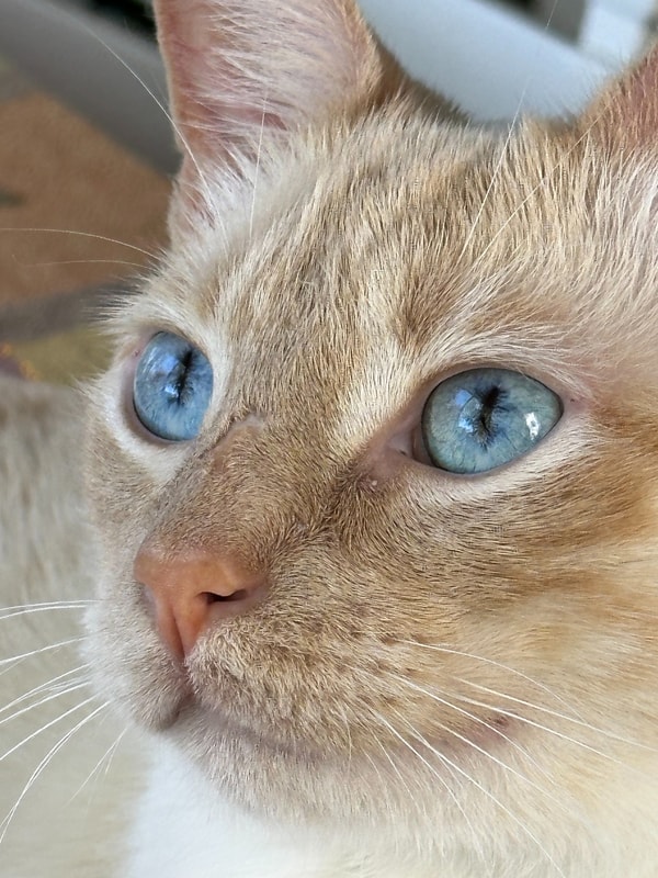 About Spot Pet Insurance